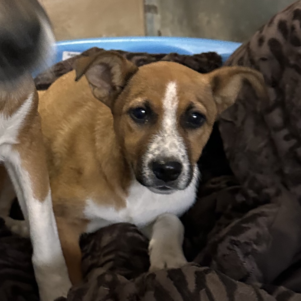 NAMI - Shepherd / Cattle Dog, Australian (Red Heeler) available for adoption