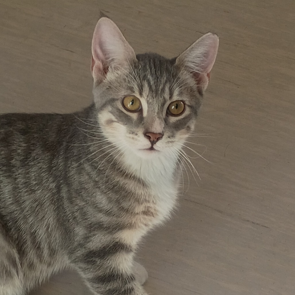 Rocky