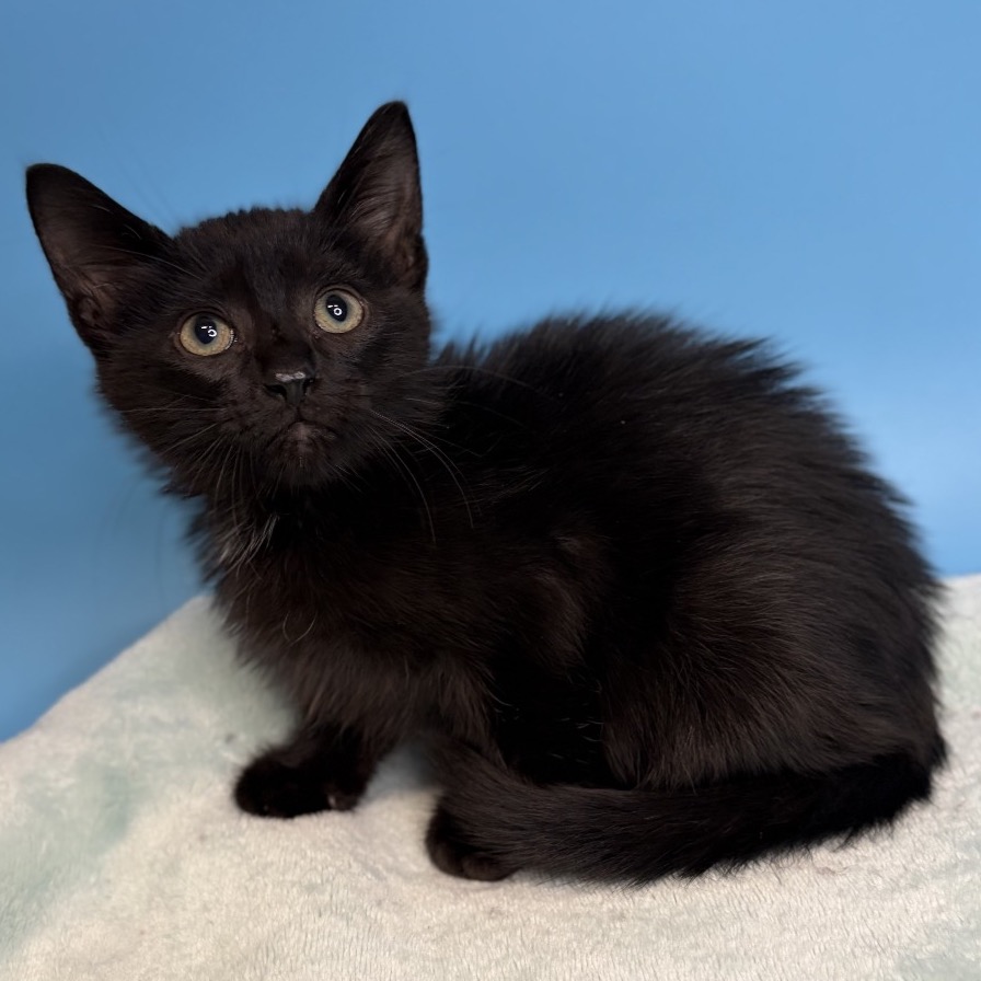 MILES - Domestic Medium Hair available for adoption