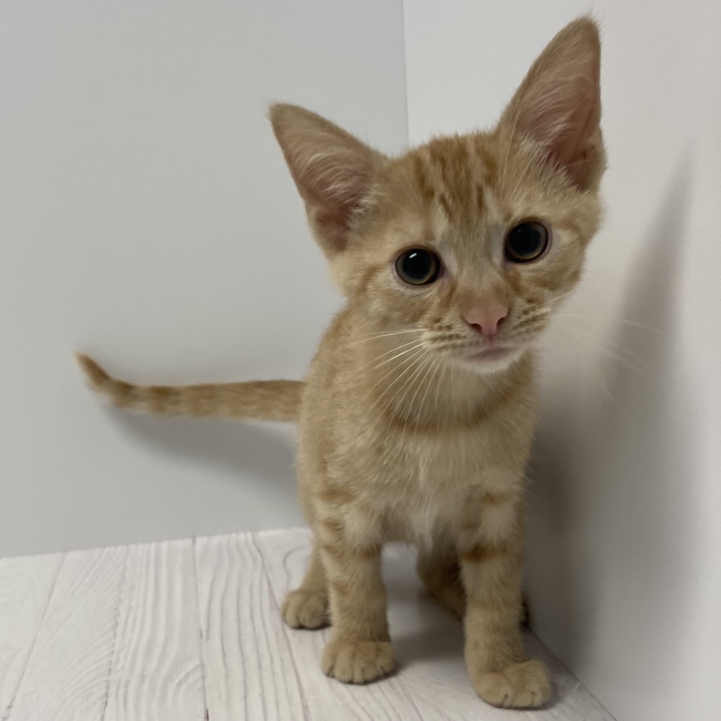 JOHNNY - Domestic Shorthair for adoption in Dayton