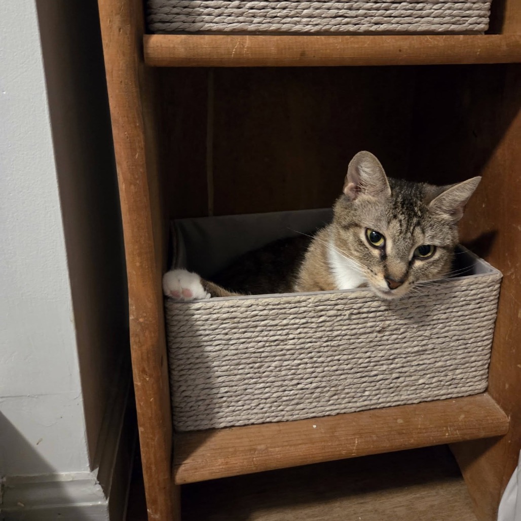 Sprinkles, photo 6