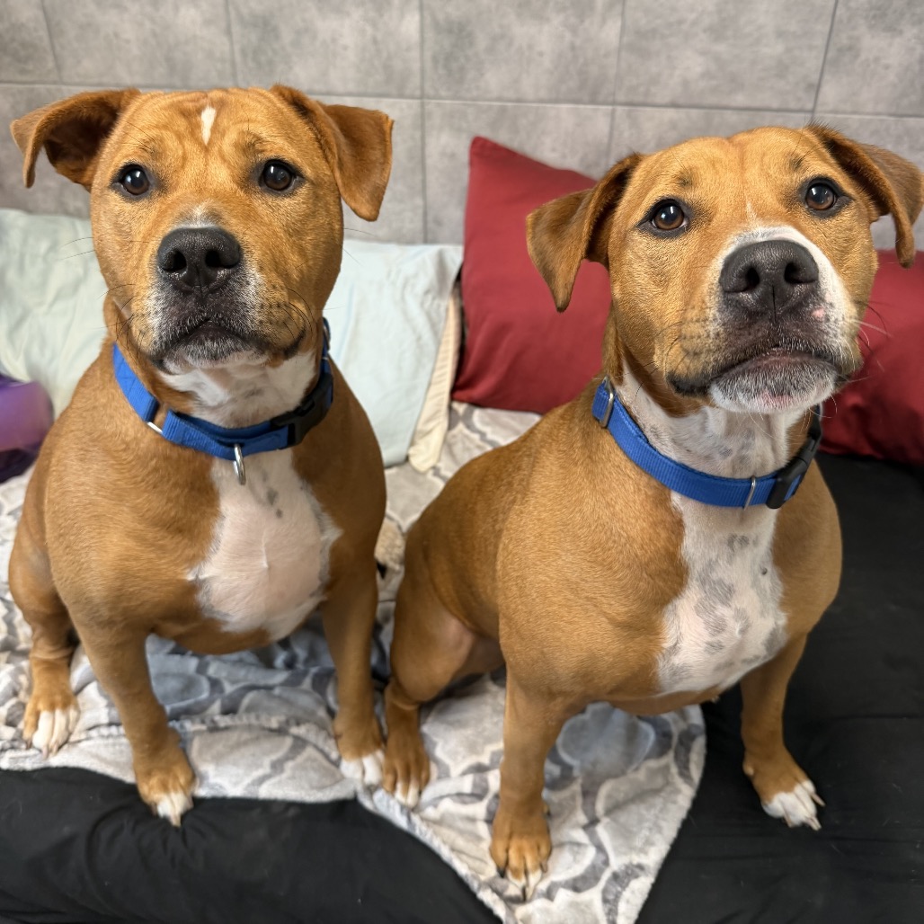 TOM - Mixed Breed (Large) available for adoption