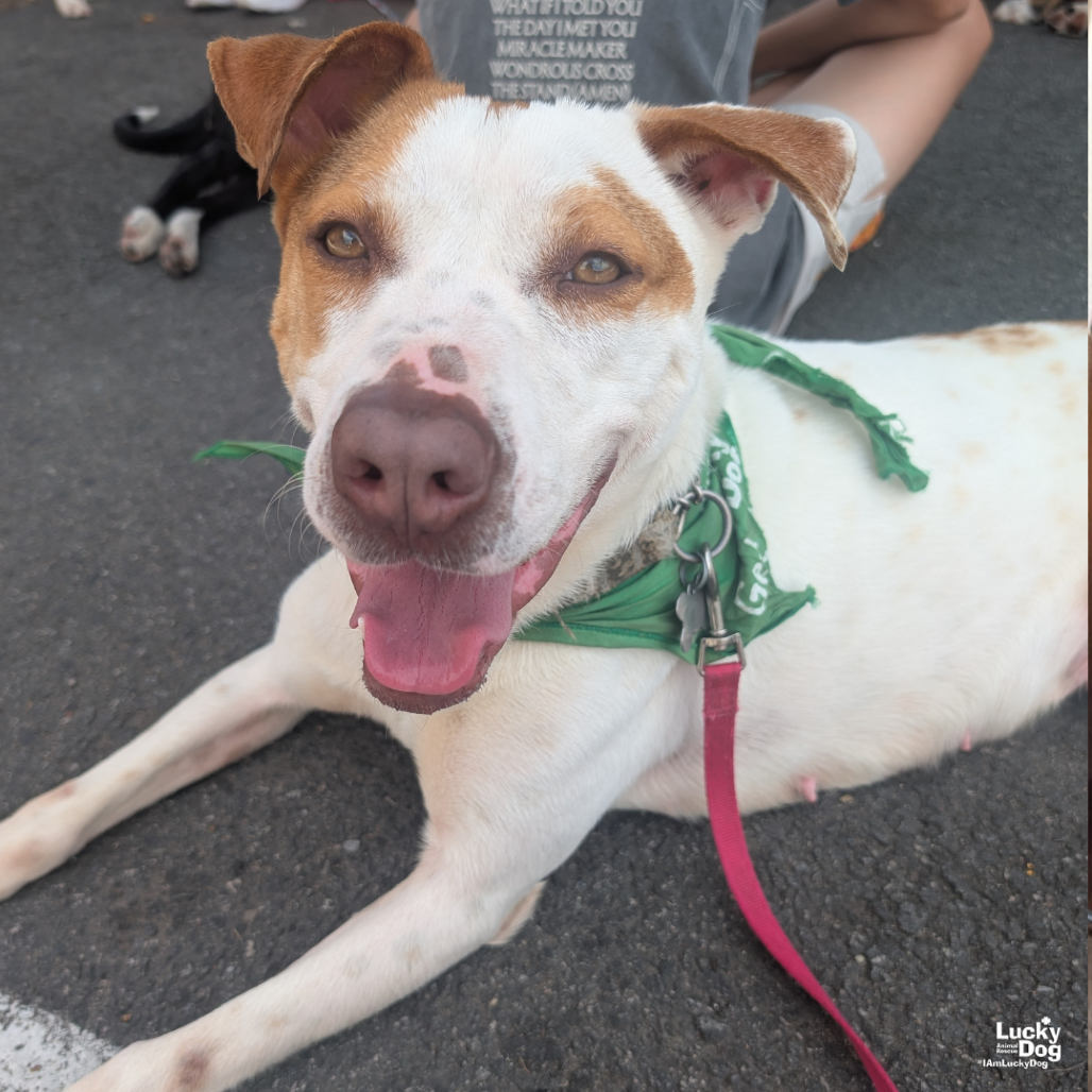 RILEY - Pointer / Mix available for adoption