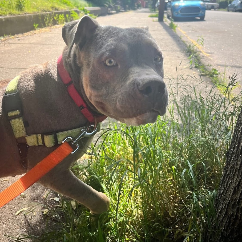 Photo of Meatball 5