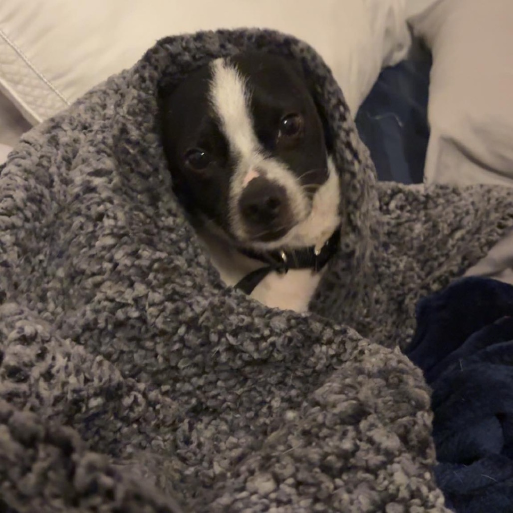 Monkey — thumbnail 4