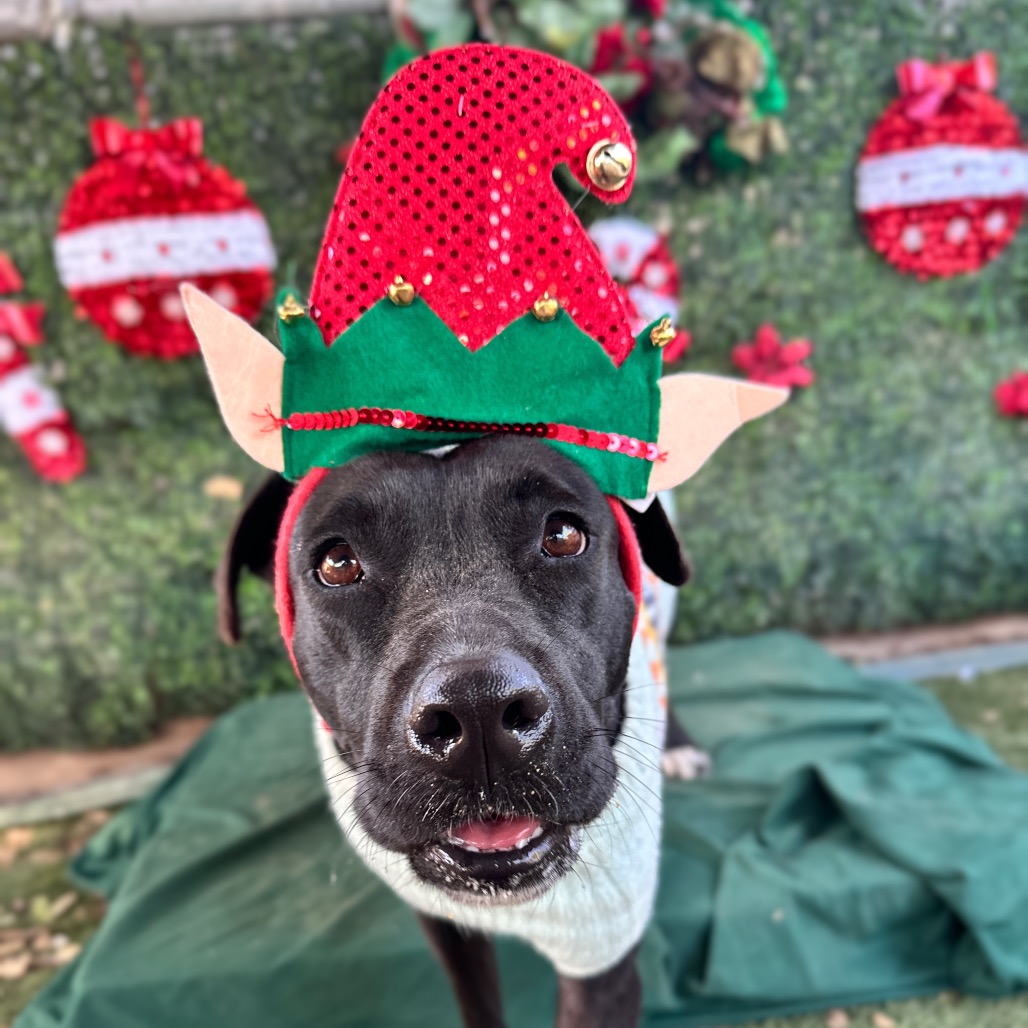 Harper — thumbnail 4