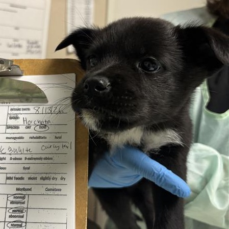 HORCHATA - Mixed Breed (Medium) / Mixed Breed (Small) available for adoption