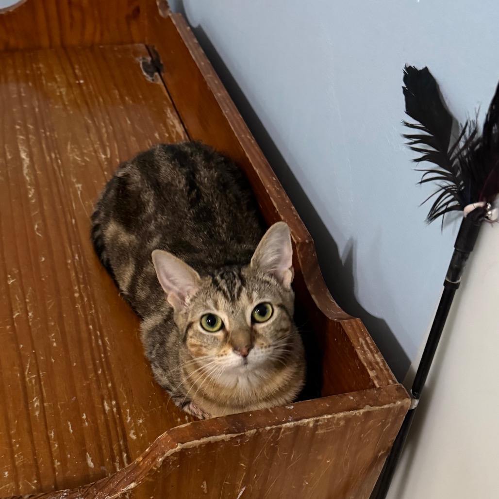 Hershey's Kiss — thumbnail 3