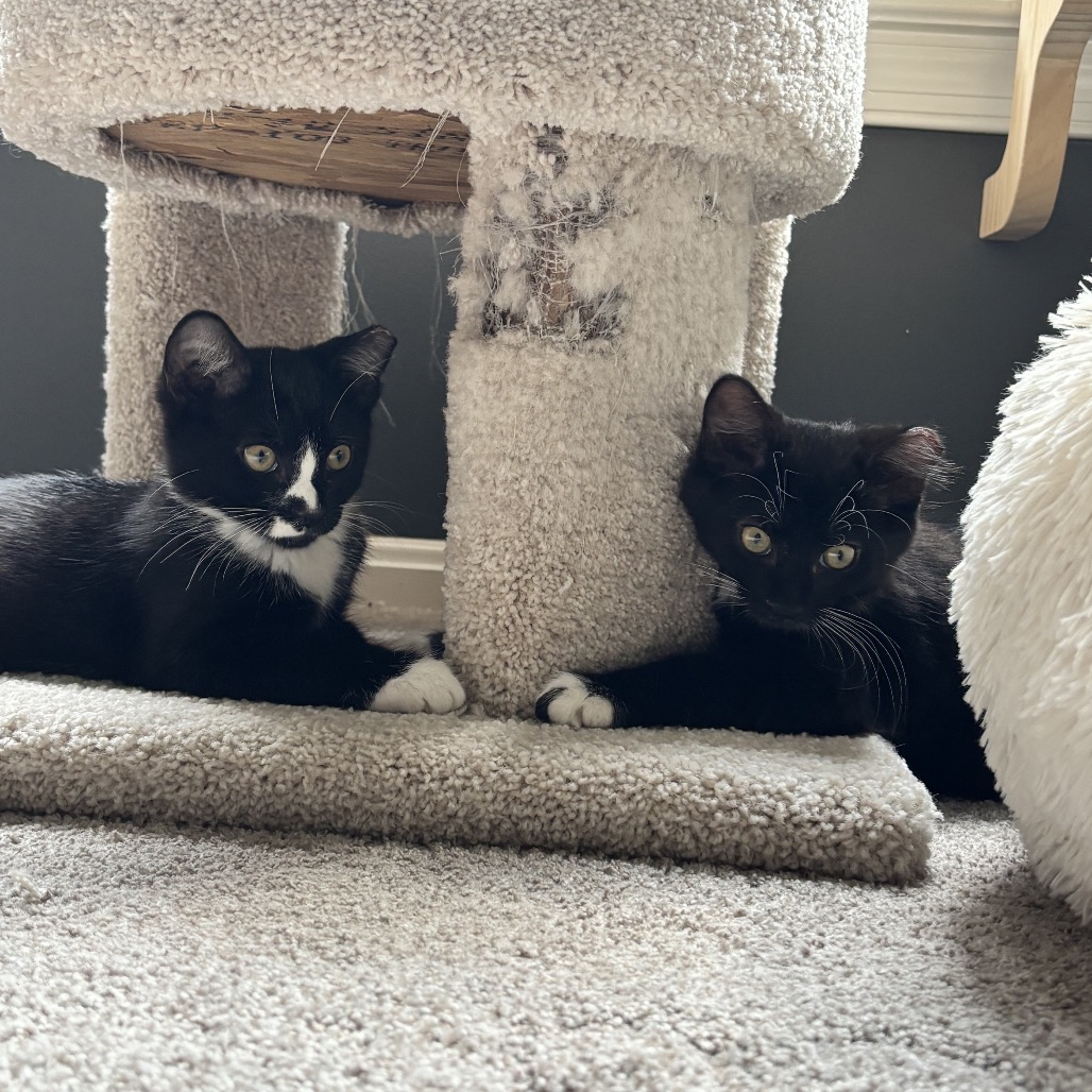 FELIX (BONDED TO MOESBY) - Domestic Shorthair available for adoption