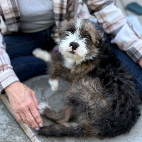 Animal namedMuttly Crue