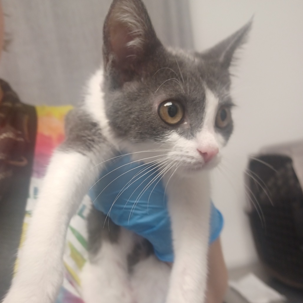 DANDELION - Domestic Shorthair available for adoption