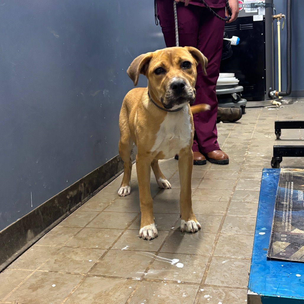 JOURNEY - Shepherd / Retriever available for adoption