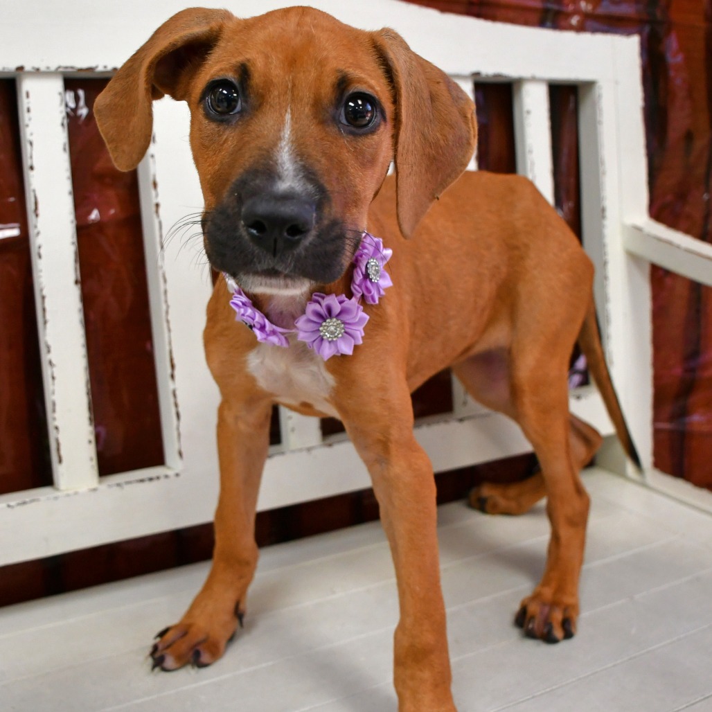 JOHANNA - Terrier for adoption in Beaumont
