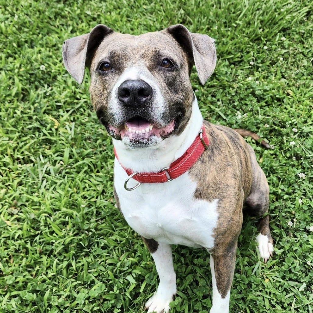 ISABELLA - Terrier / Pit Bull available for adoption
