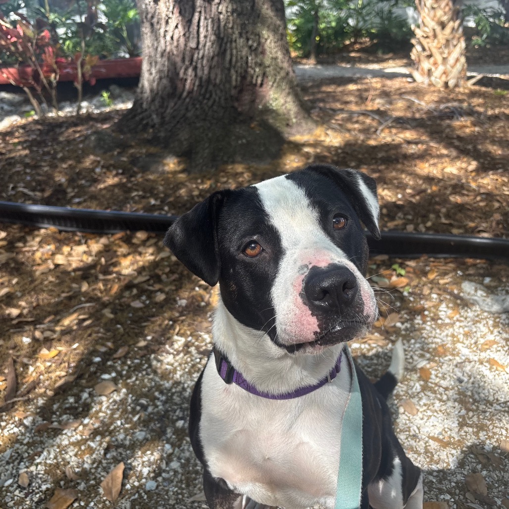 Maci is available for adoption at Humane Society of Sarasota County