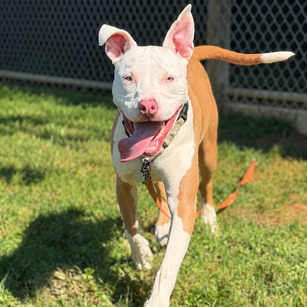 BONNIE - Mixed Breed (Medium) available for adoption