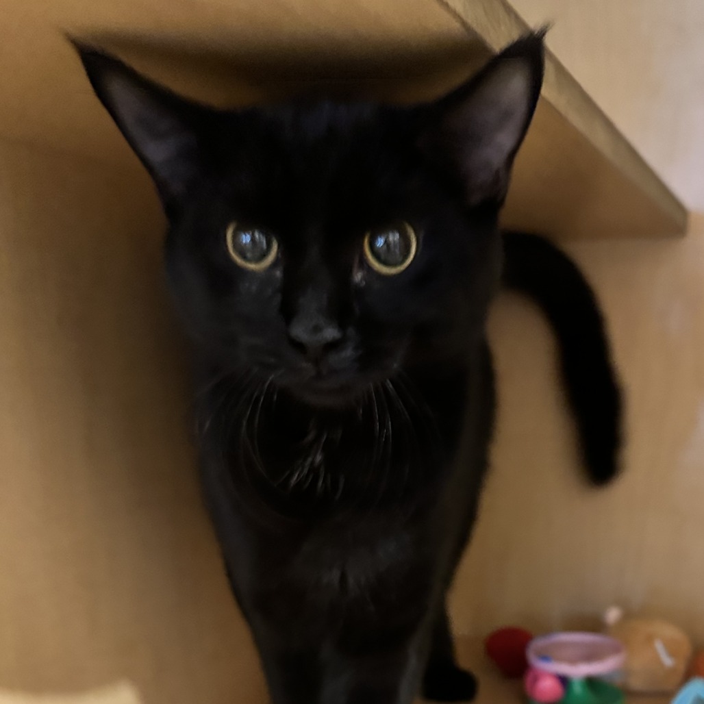 SANSA - Domestic Shorthair available for adoption