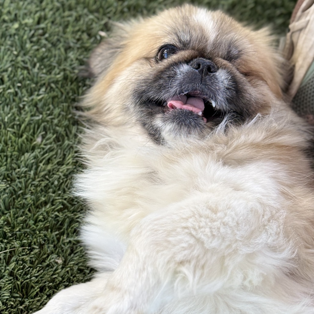 Muggsy, photo 6