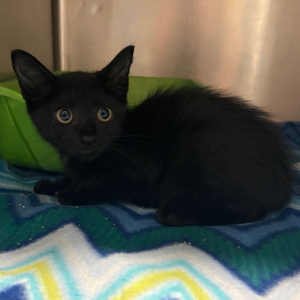 BALERION THE BLACK DREAD - Domestic Shorthair available for adoption