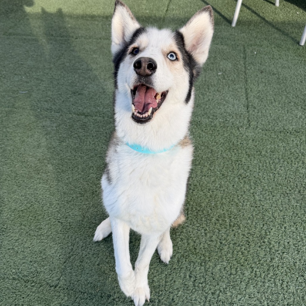 Kovu
