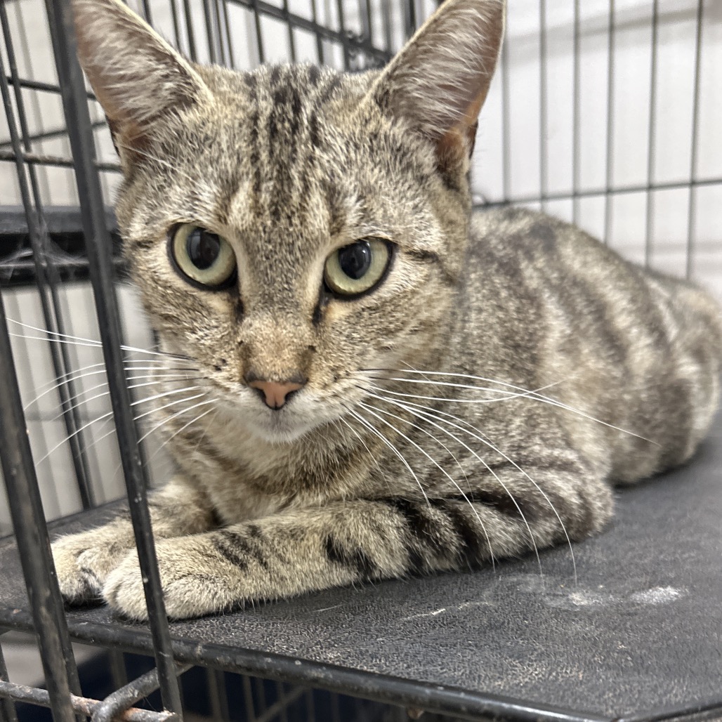 CARMEN SANDIEGO - Domestic Shorthair available for adoption