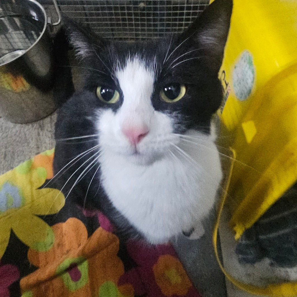Oreo, photo 2