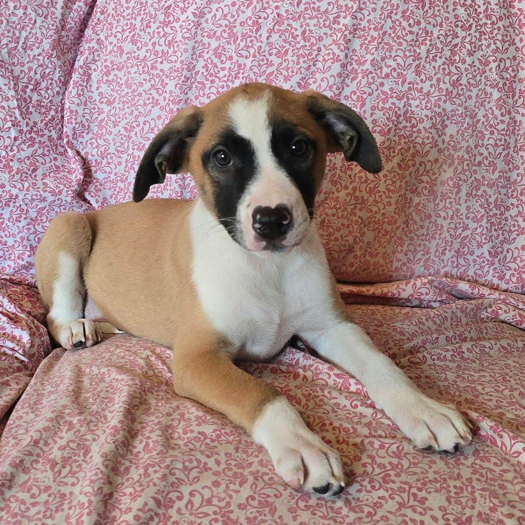 FOSTER NEEDED - H Puppy 4
