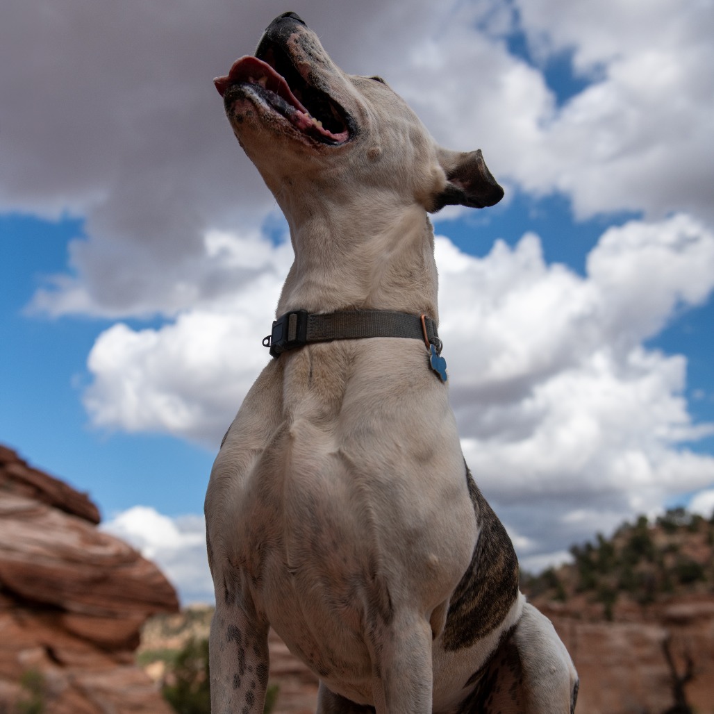 Rudy, photo 35