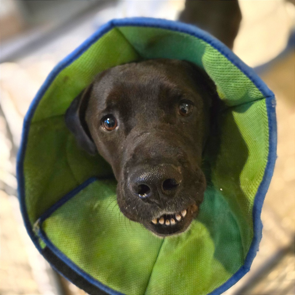 Vince — thumbnail 4