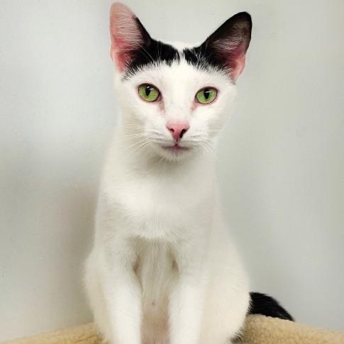 Close-up photo of Mouse