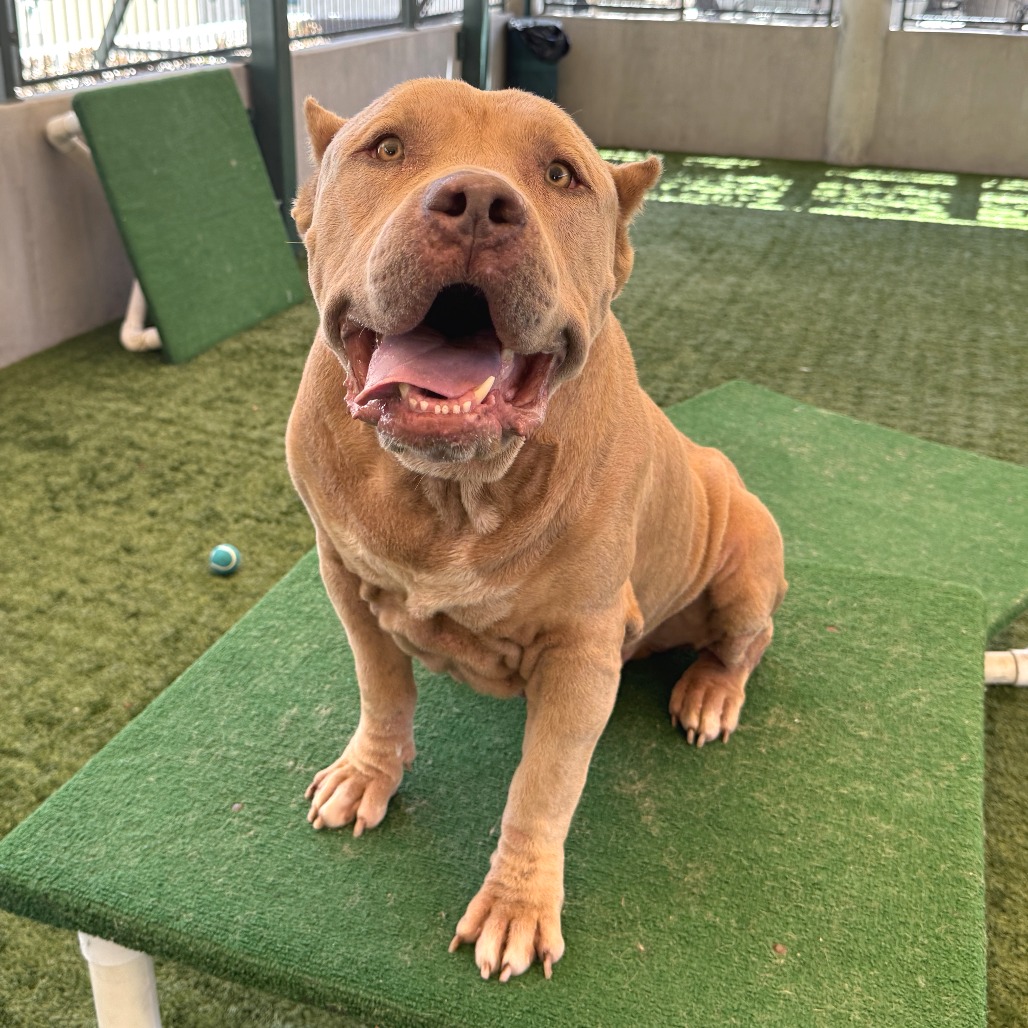Pit Bull
