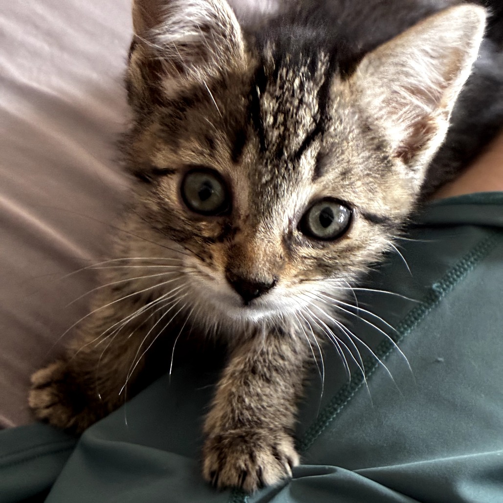 Addison (k2026), photo 4