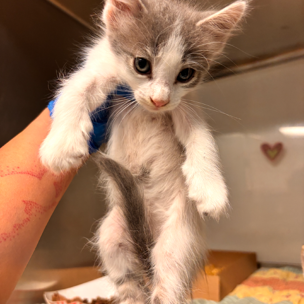 EACS-STRAY-199640 - Domestic Medium Hair available for adoption