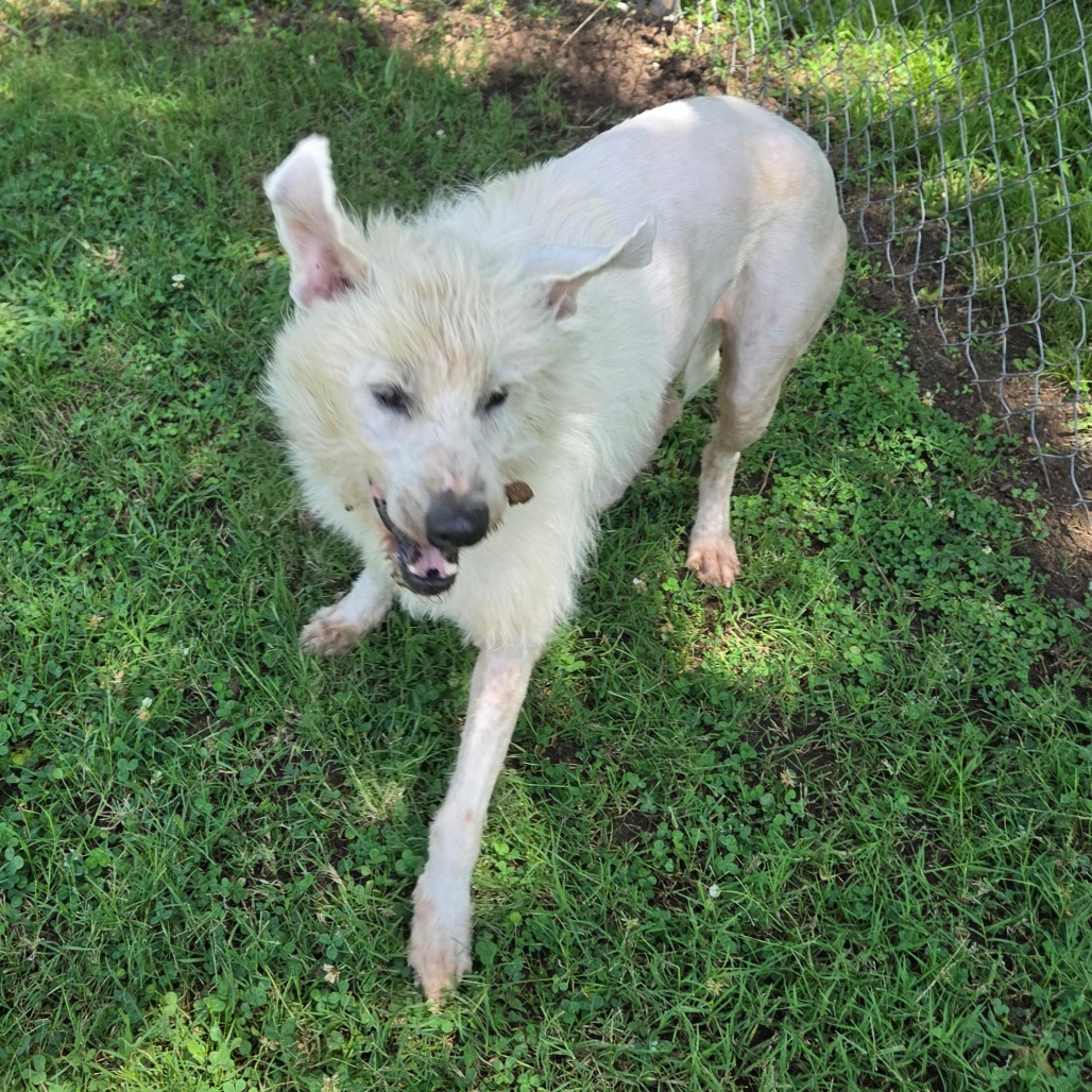 Shaggy photo 24