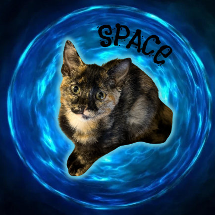 SPACE - Domestic Shorthair for adoption in Mesa