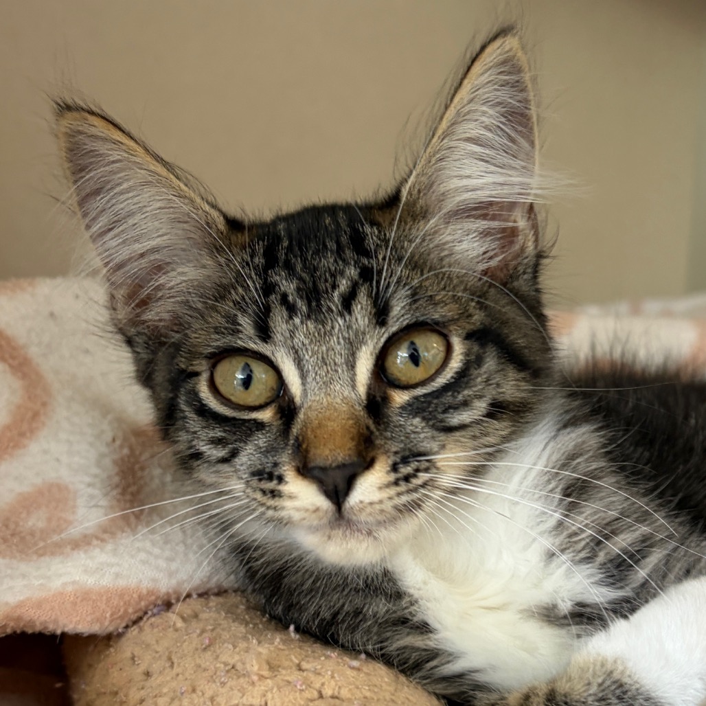 Natasha - Domestic Shorthair