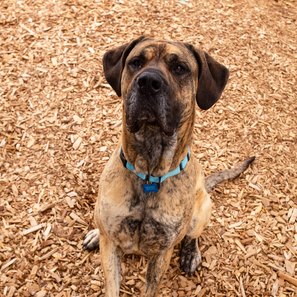 Great Dane