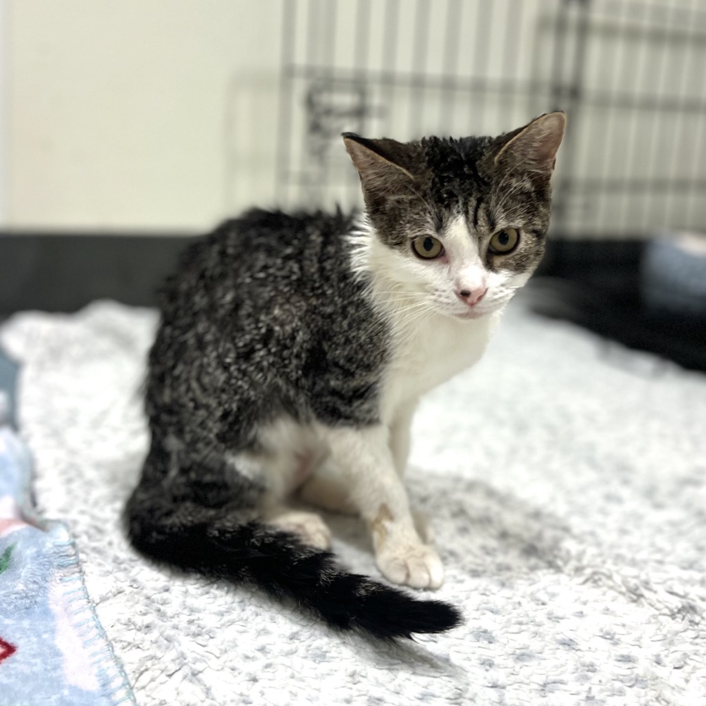 CHARLEE - Domestic Shorthair for adoption in Edinburg