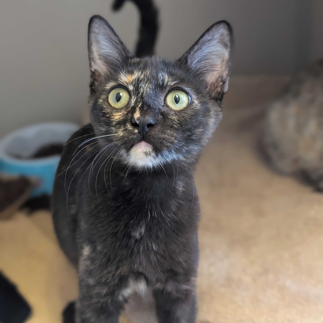 Maisie - Domestic Shorthair
