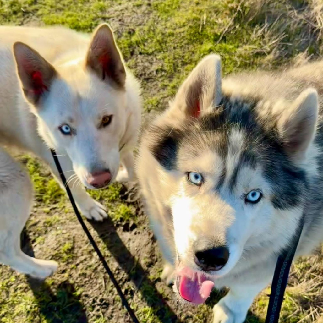 Loki (bonded with Quinn) — thumbnail 2