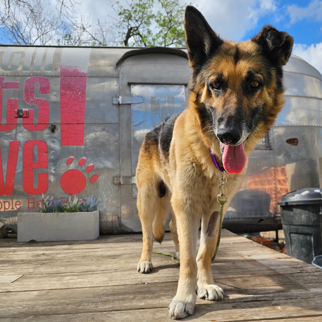 Aslan — thumbnail 7