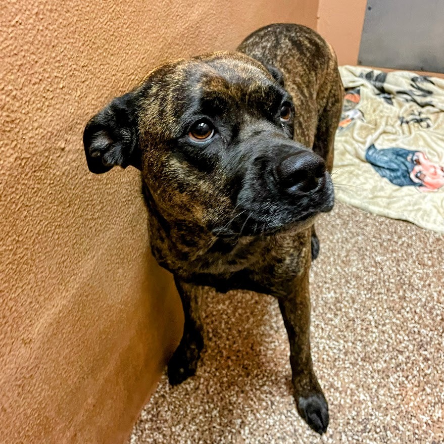 Akemi — thumbnail 2