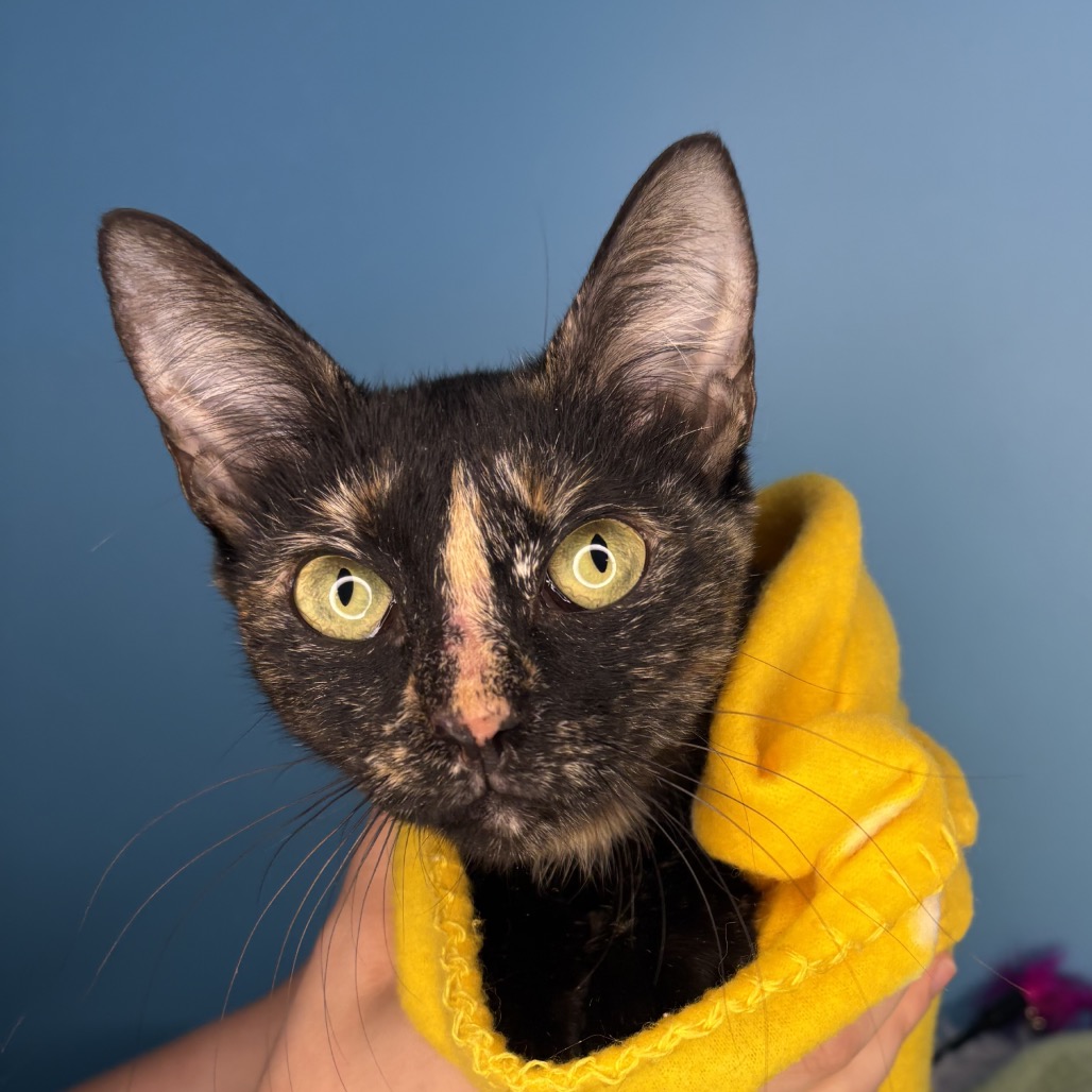 SABINE - Domestic Shorthair available for adoption