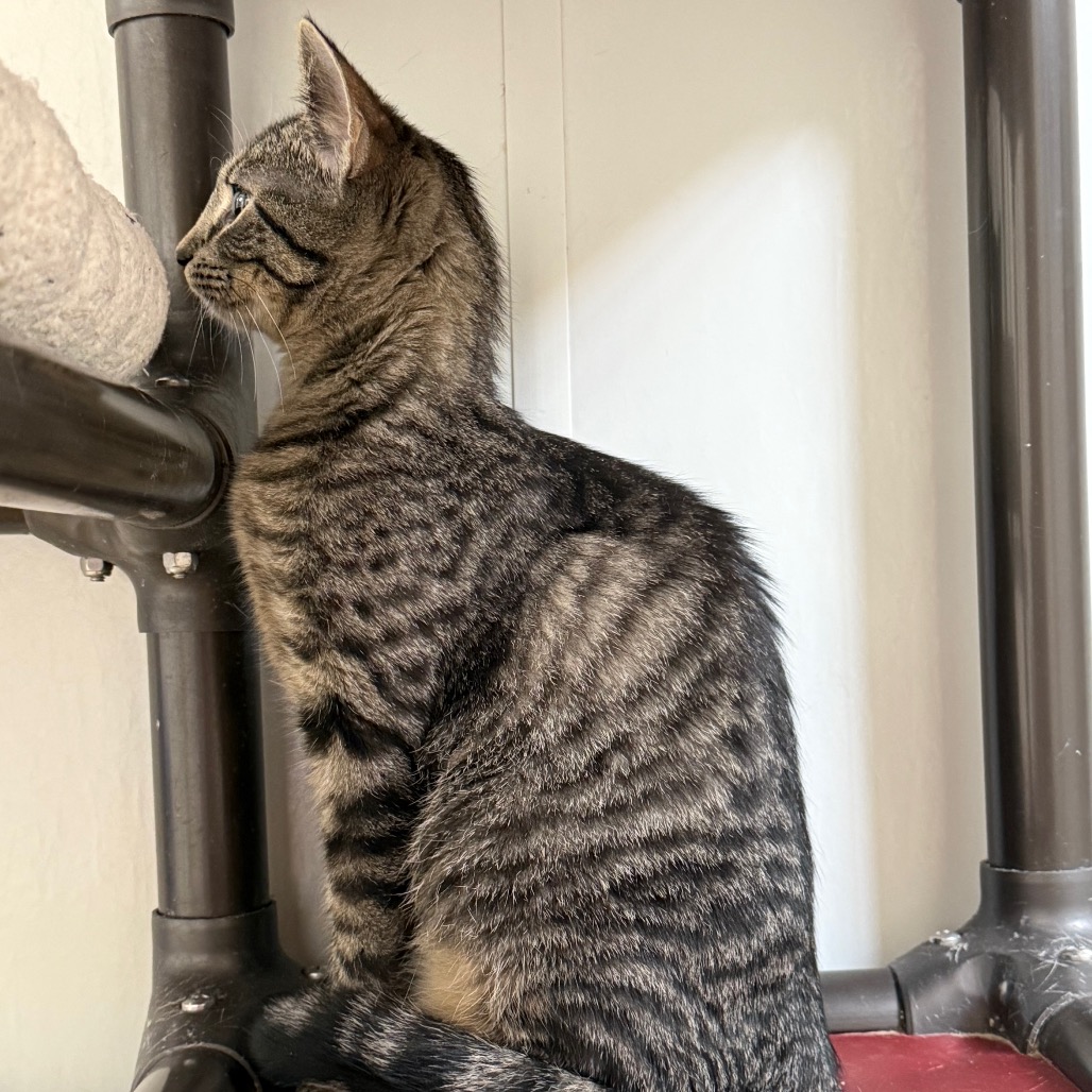 Rhea, photo 4