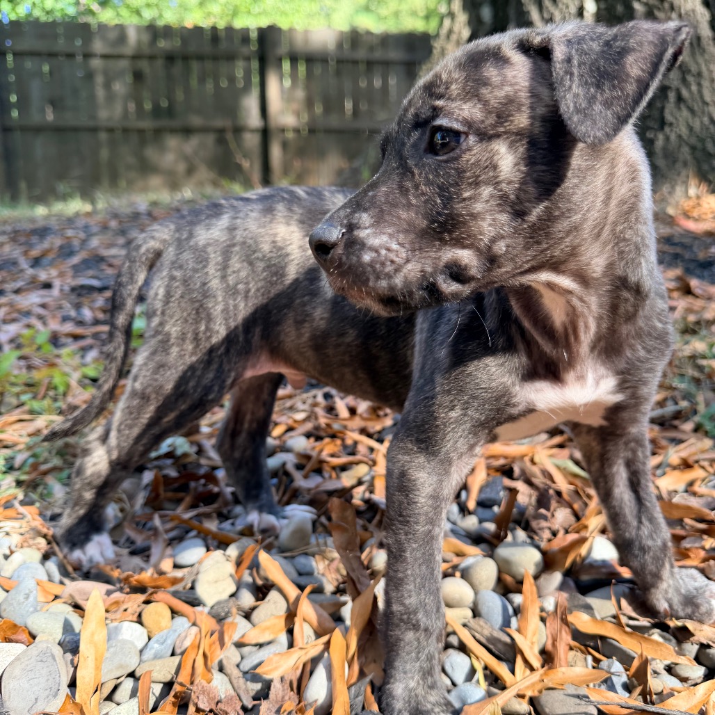Rolo, photo 20