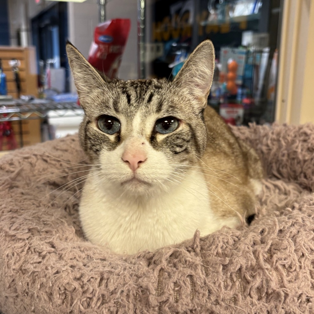 BOYDIE - Domestic Shorthair for adoption in Mesa