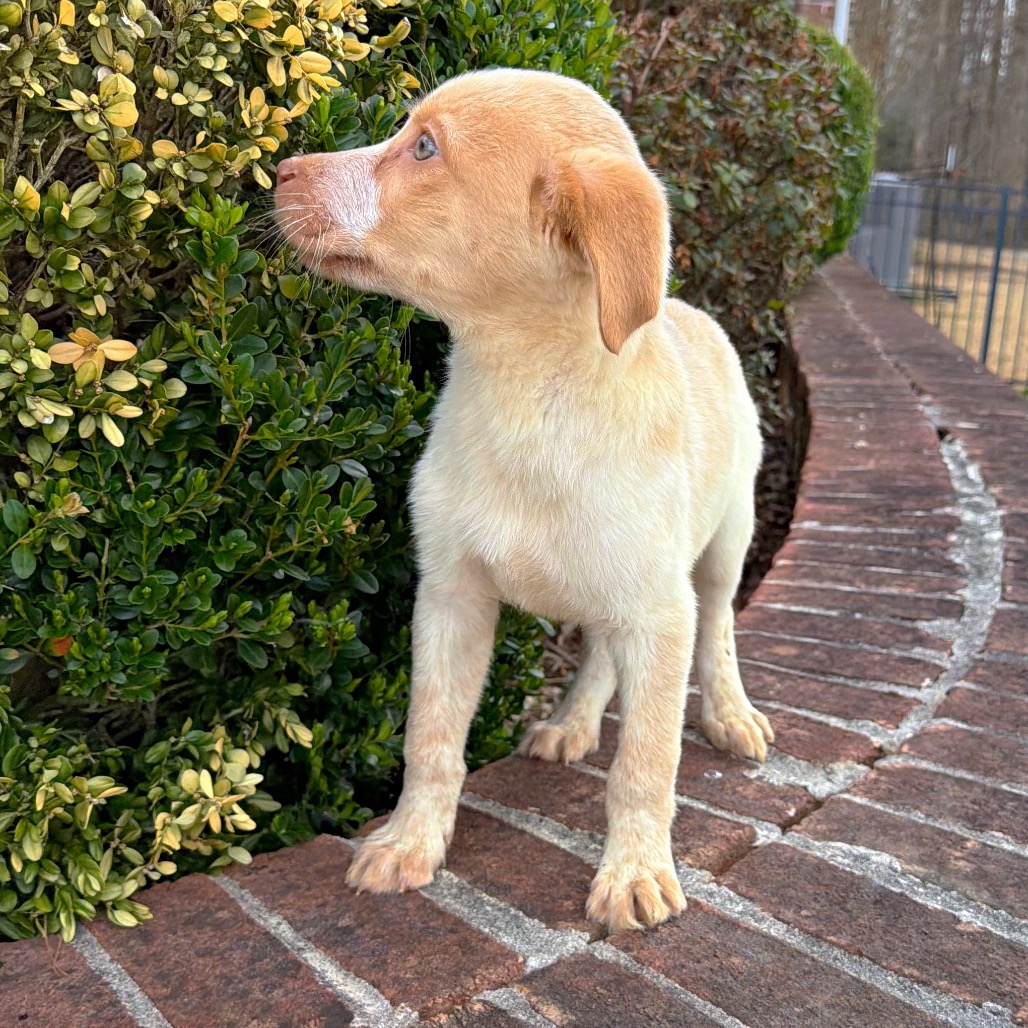 Monkey — thumbnail 3