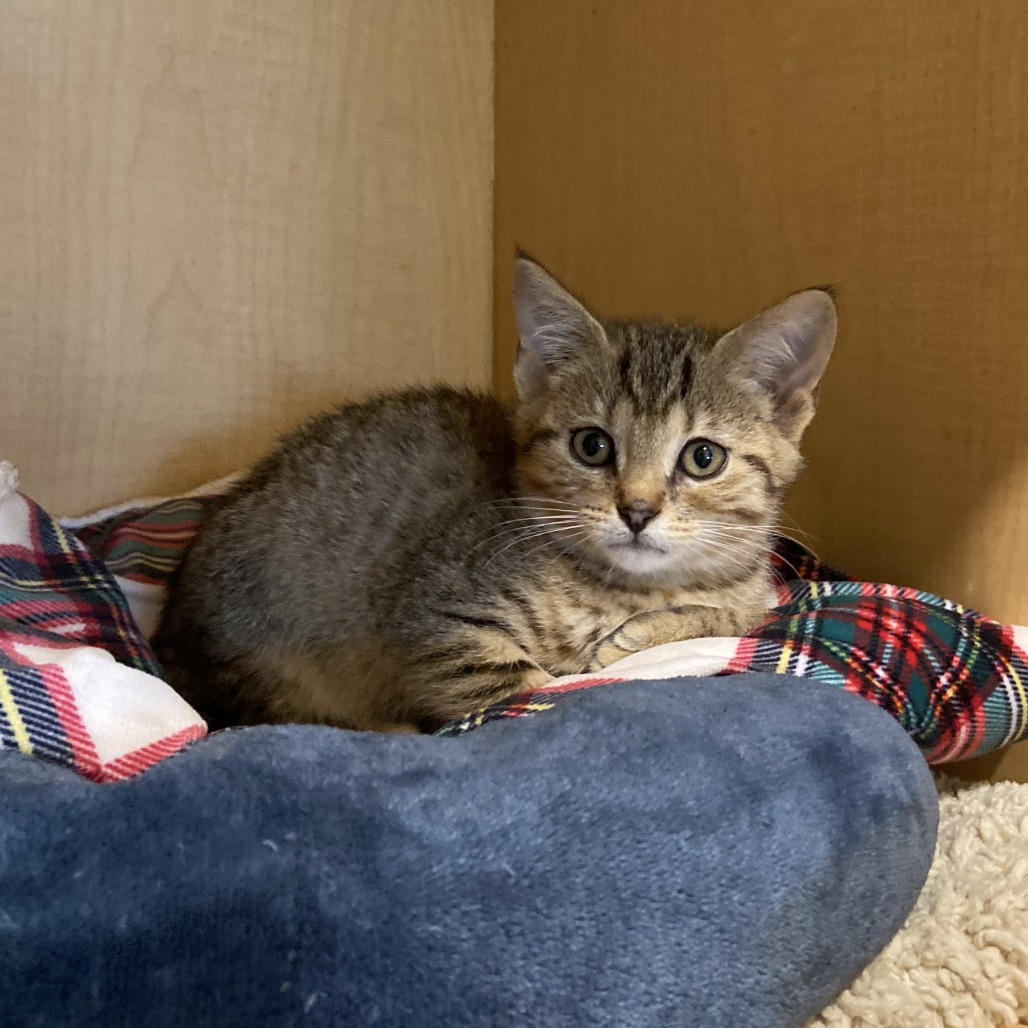 BOB - Domestic Shorthair available for adoption