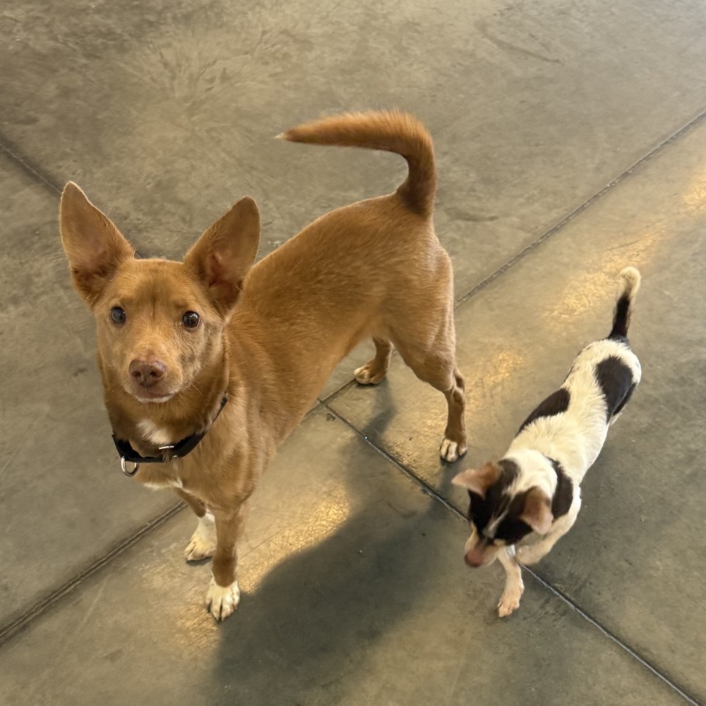 Photo of Aussie and Zeplin 9