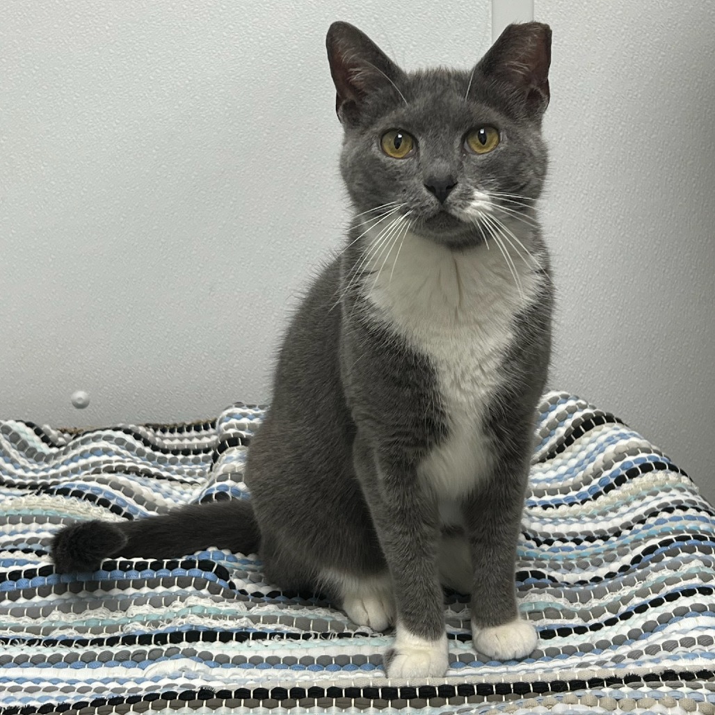 Cats | OldHam County Humane Society | La Grange, KY